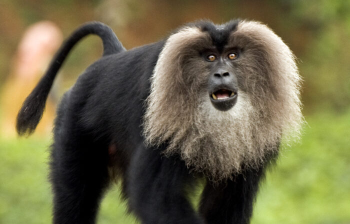 The Lion-Tailed Macaque