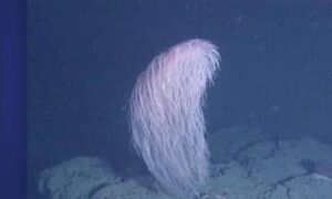 Iridogorgia chewbacca – A New Deep-Sea Coral Species