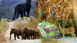 Kali Tiger Reserve (KTR) – Karnataka