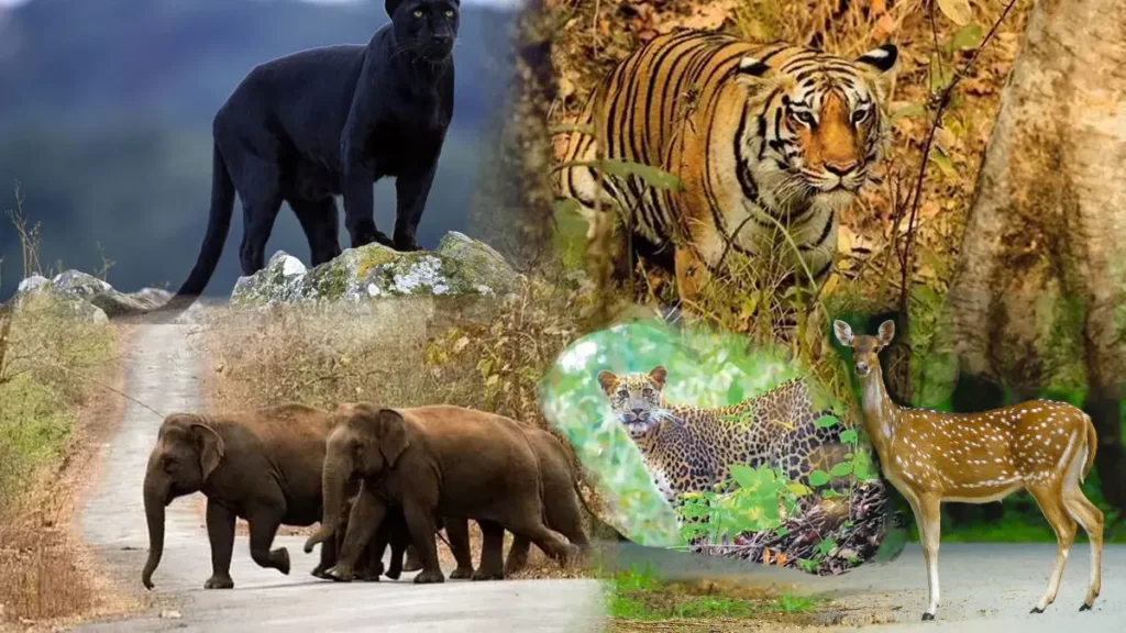 Kali Tiger Reserve (KTR) – Karnataka