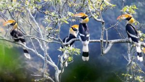 IUCN World Heritage Outlook 4 Report (2025) — Status of India’s Natural World Heritage Sites