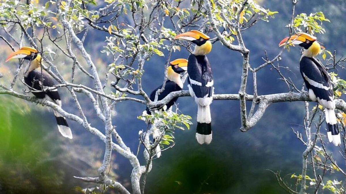 IUCN World Heritage Outlook 4 Report (2025) — Status of India’s Natural World Heritage Sites