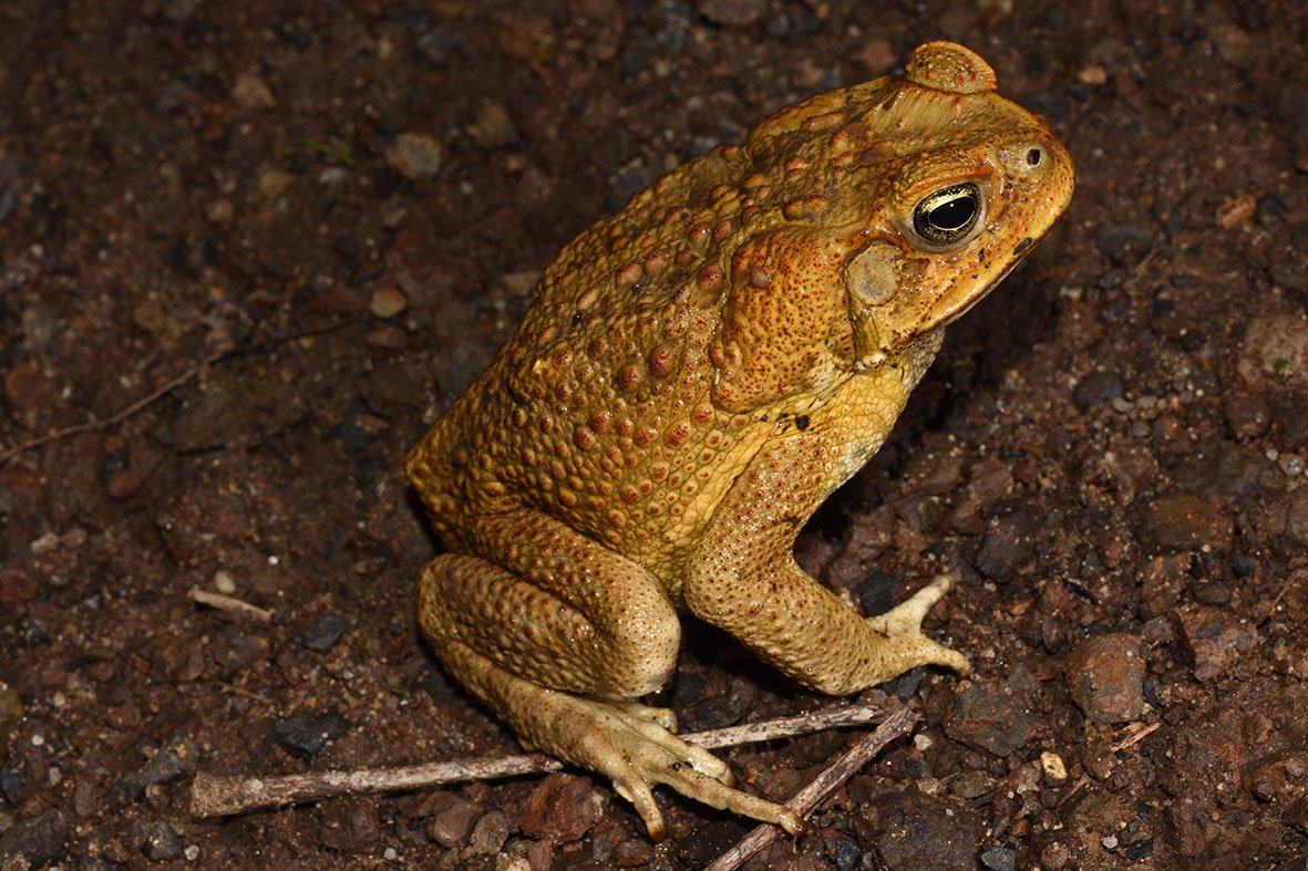 Cane Toad: A Global Symbol of Ecological Disruption