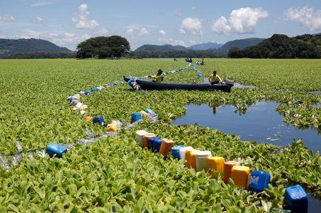 Lake Suchitlán in El Salvador is facing invasive water lettuce